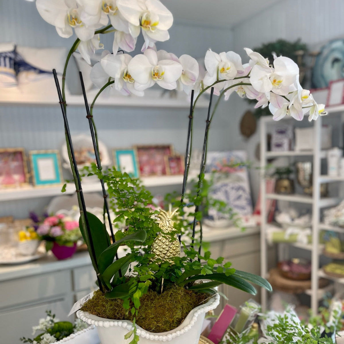 Img 4509 8c78d06d fb2f 4fe2 989a 8a5388716787